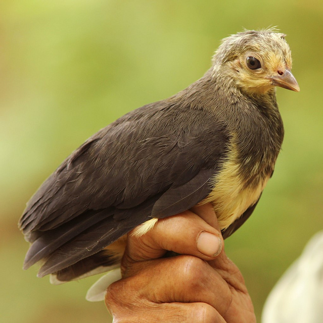 Maleo Burung Unik Dari Tanah Sulawesi Fajri Membaca