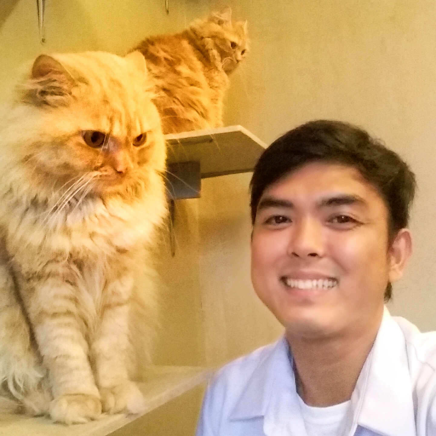 Cat Cafe Philippines SIMPLE DREAMER