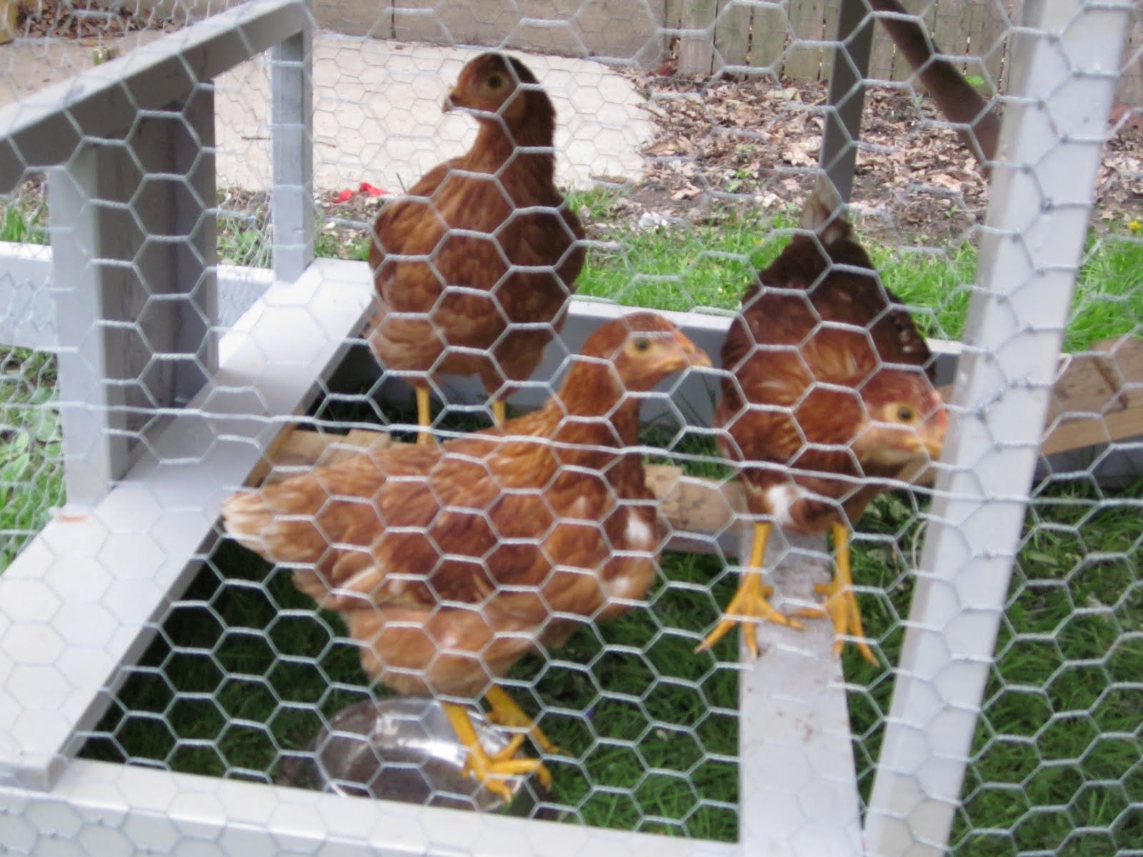 Sparing Change Outdoor Chickens