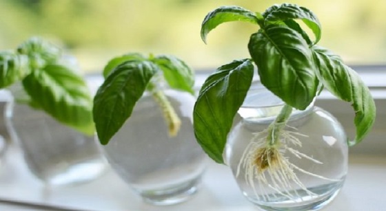 Albahaca hojas beneficios de