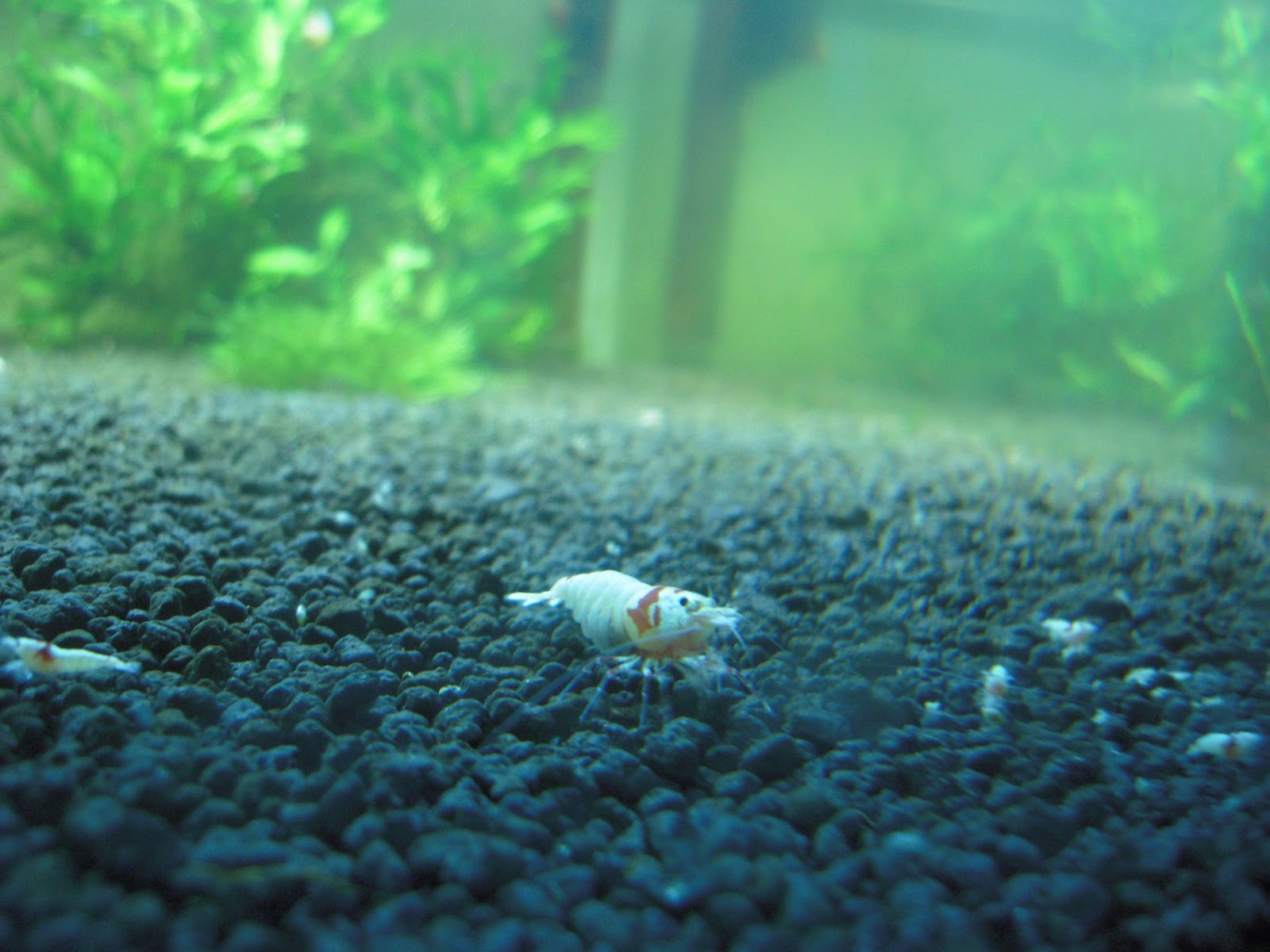 Crystal Red Shrimp Ebiten Shrimp Tank 2 Back Cross Breeding