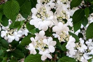 Roses Du Jardin Cheneland Viburnum Plicatum Kilimandjaro
