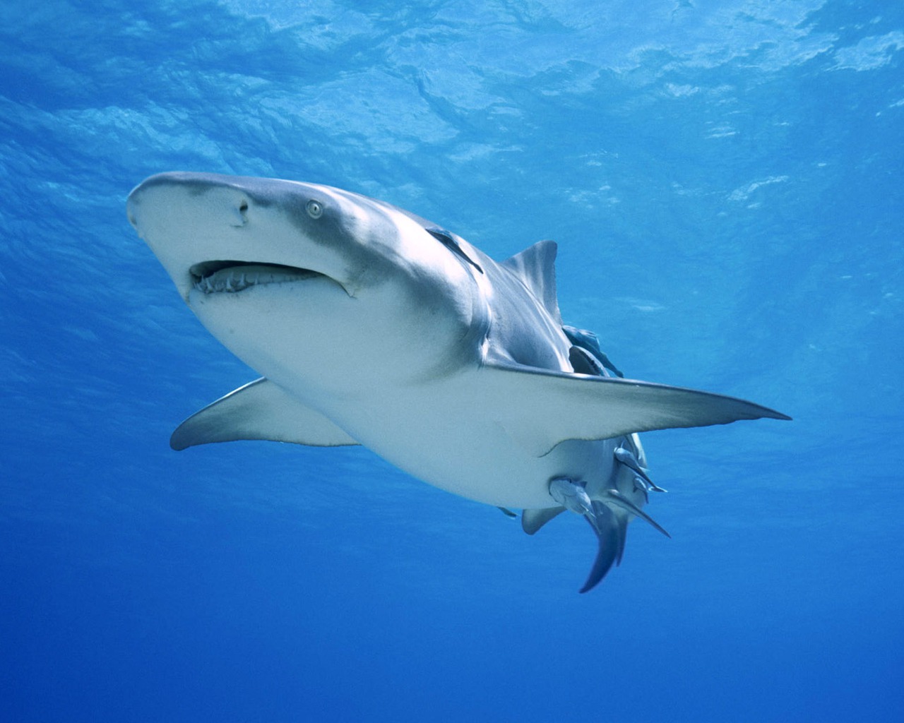 Tiger shark | The Life of Animals