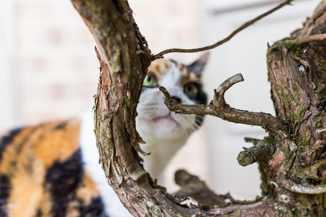 What your cat's nose knows A calico cat sniffing a tree branch