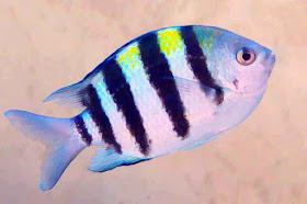 Aquarium fish facing right