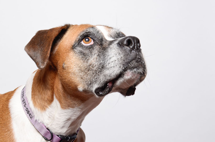 A Girl's Best Friend: Doggie Photoshoot!