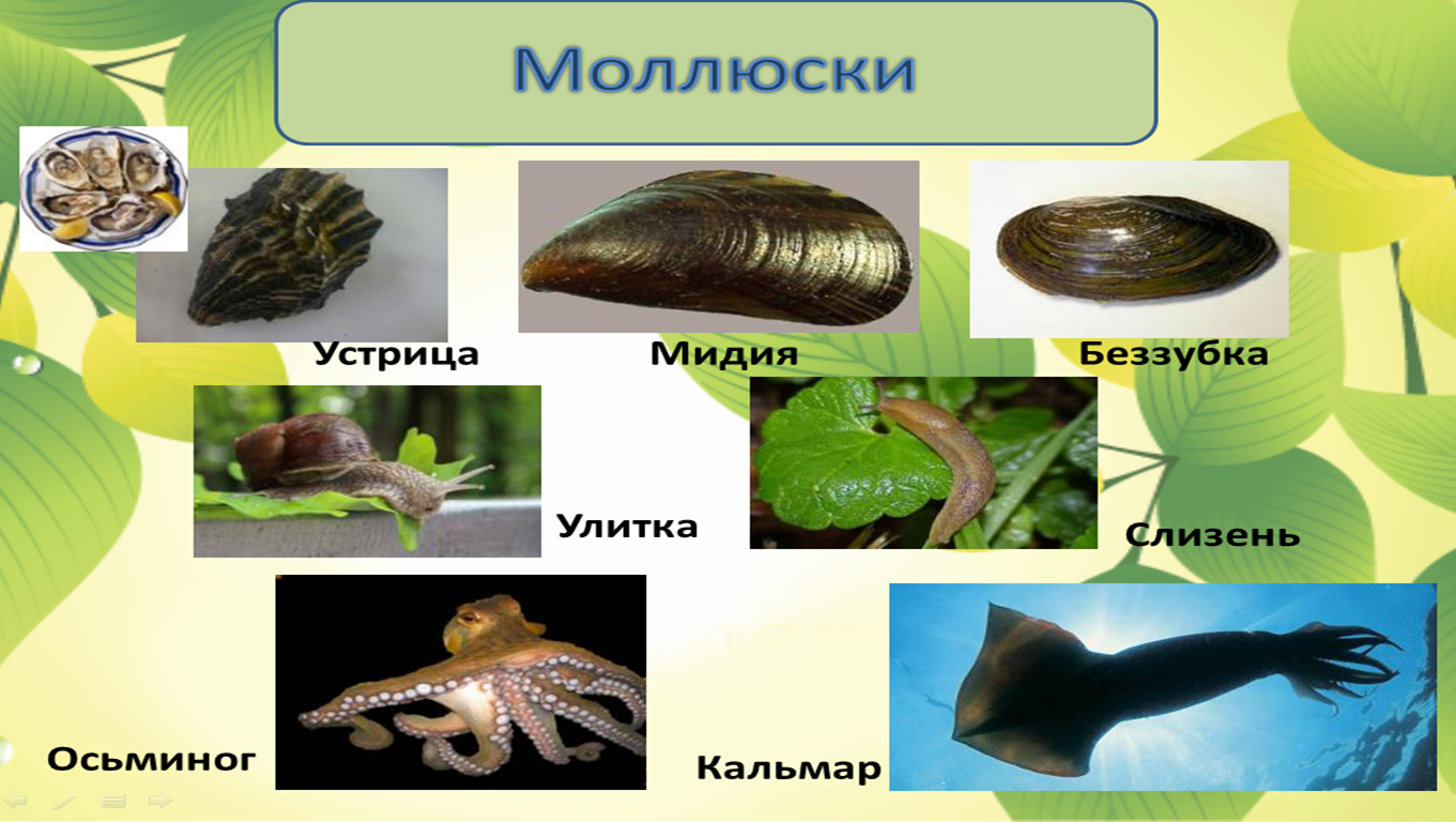 перловица беззубка прудовик катушка. тип моллюски 7 класс биология строение раковины. беззубка моллюск строение раковины. представители класса моллюски. внешний и внутренний скелет.