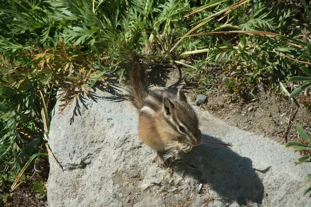 mountrainier_animal