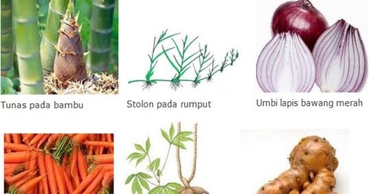 Belajar Biologi Perkembangbiakan Tumbuhan Secara Vegetatif Lengkap Kampung Ilmu Artikel Motivasi Motivasi Belajar Materi Pelajaran