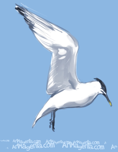 Sandwich Tern is a bird painting by illustrator Artmagenta