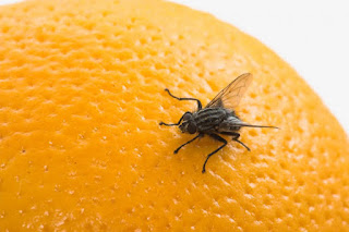 Paraíba registra diversos casos da doença ‘virose da mosca’