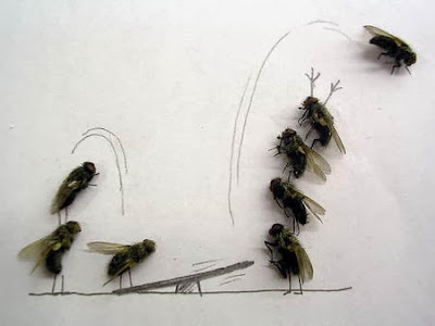 lalat pose lucu unik