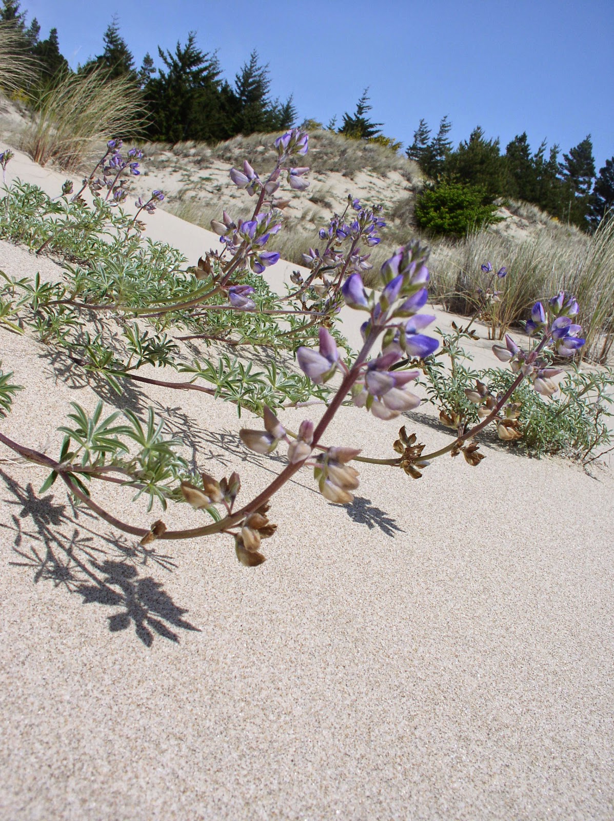 John Burridge Sand Dune Plant