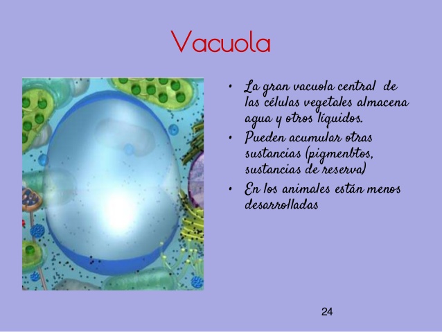 Gran Vacuola Central