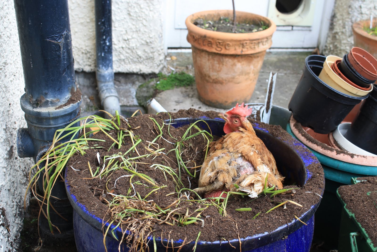 Allotment 65 A bit of rain and it all goes mad, chickens too