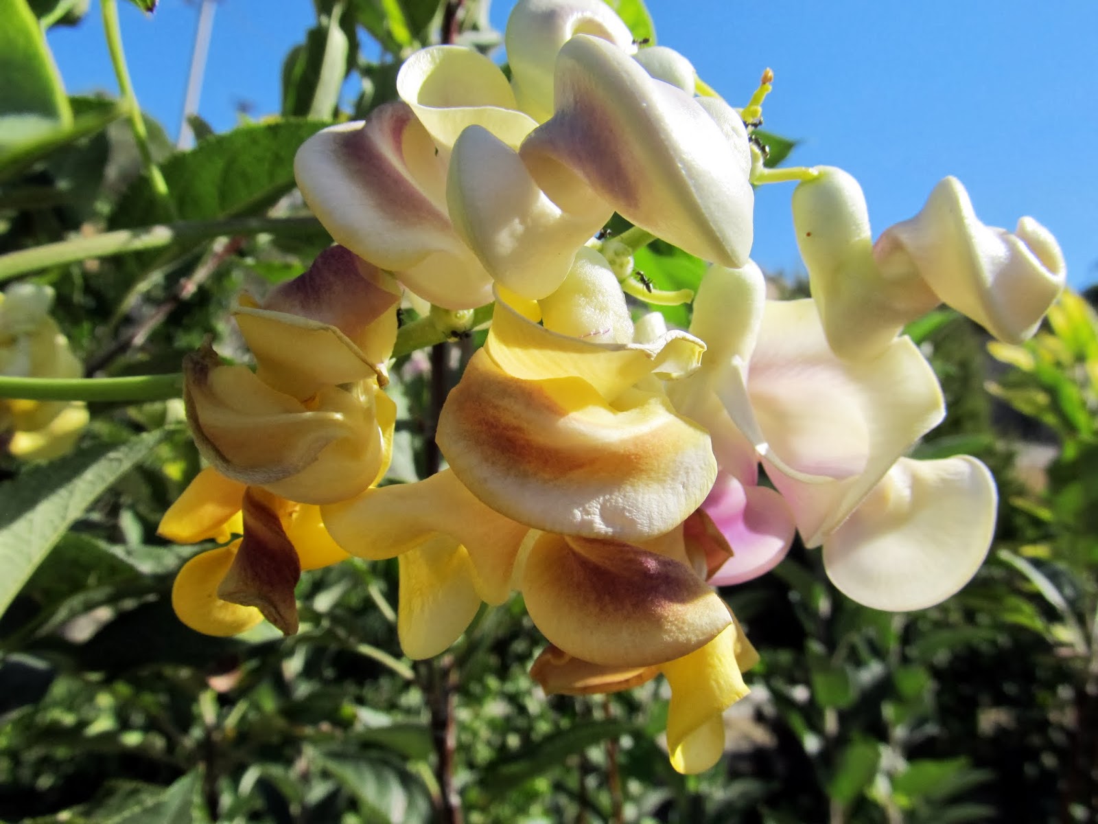 Cittaslow Botanik Park Adi Izmir Le Ozdesmis Bir Cicek Selluka