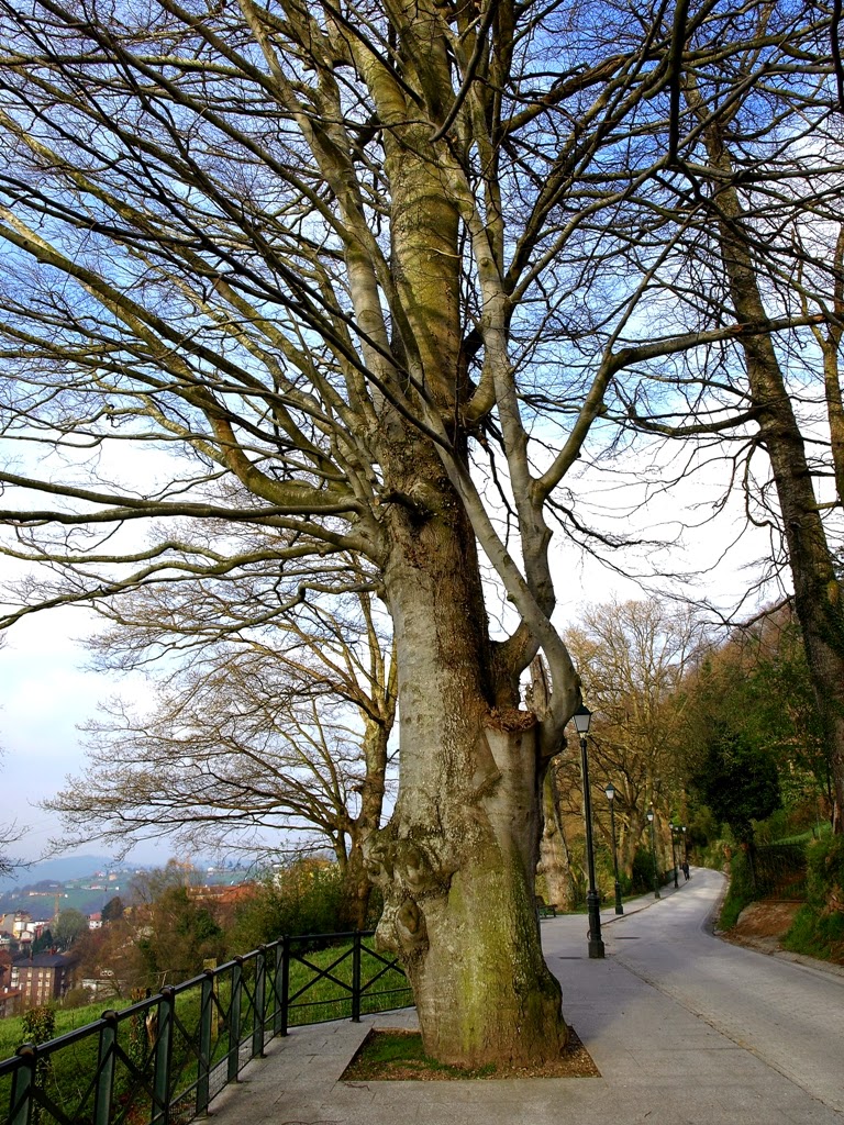 Tineo, sus cosas y las mías Otra forma de ver la villa de Tineo