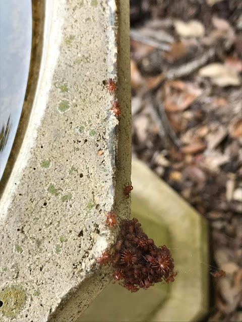 Window On A Texas Wildscape Trapdoor Spider Babies