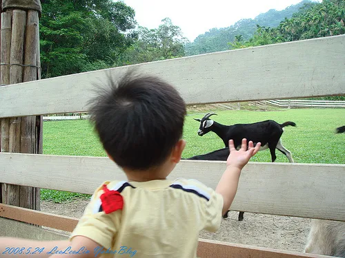 皇后鎮森林|三峽景觀餐廳|賞螢-可愛動物園-烤肉露營