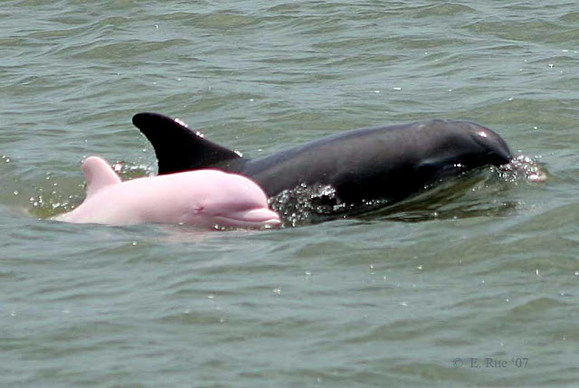 http://www.calcasieucharters.com/pink-dolphin/