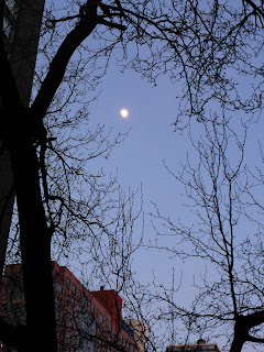 Manhattan, moon, bare tree branches