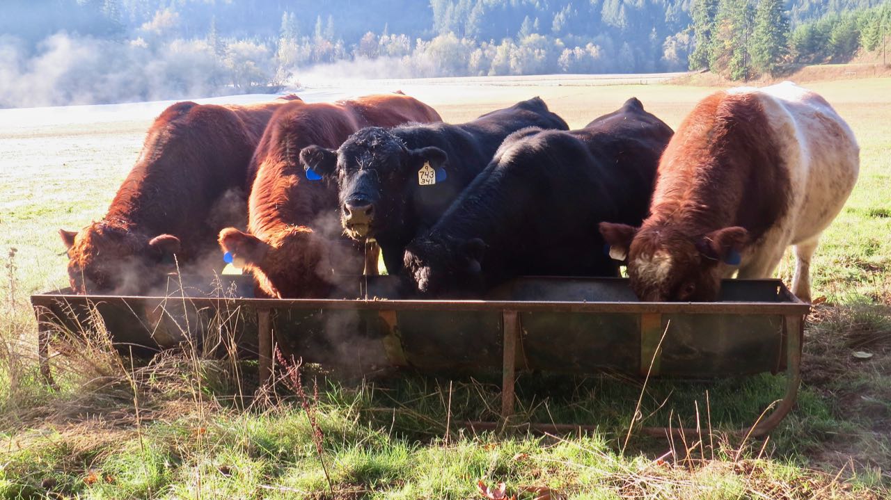 LuAnn Kessi Feeding Bulls...