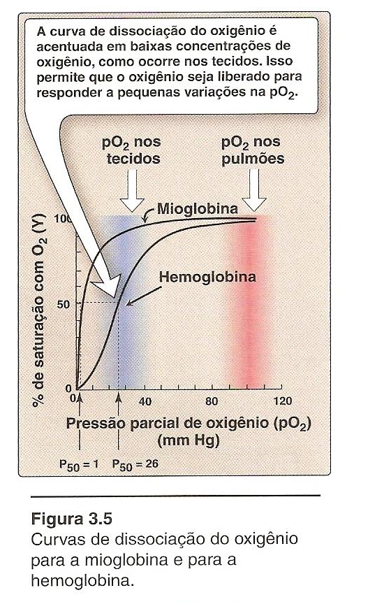 Curvas de dissociação do oxigênio para a mioglobina e para a hemoglobina Curvas de dissociação do oxigênio para a mioglobina e para a hemoglobina