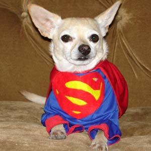 Perro con disfraz de Superman