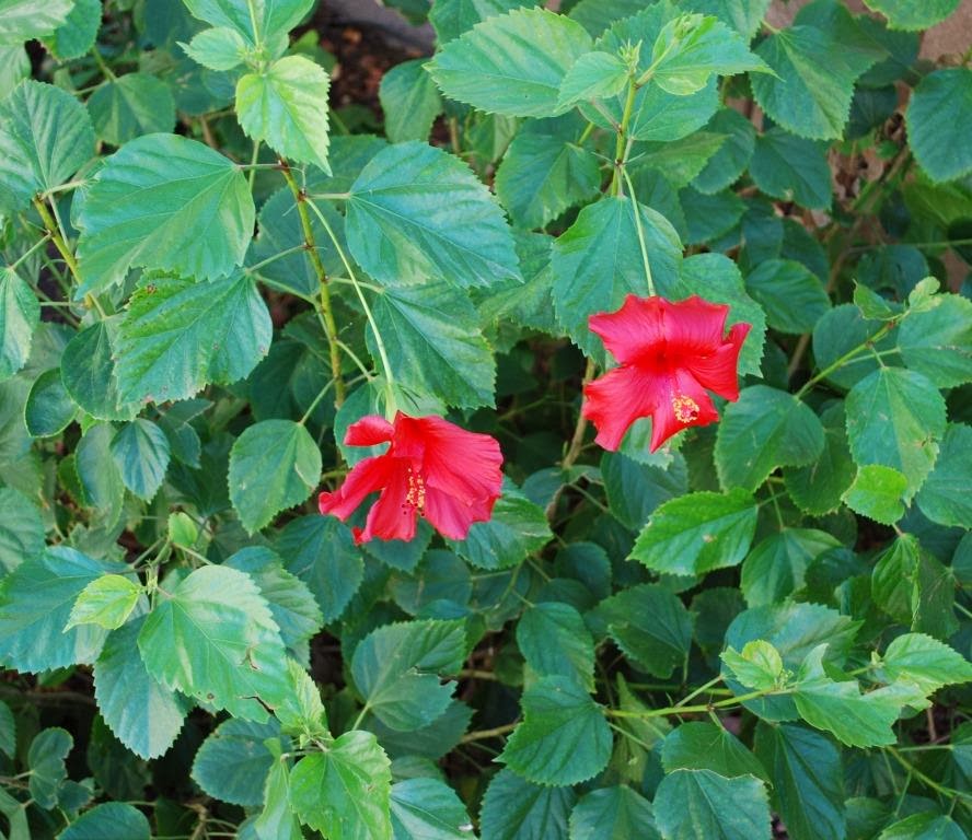 Arizona Backyard Hibiscus