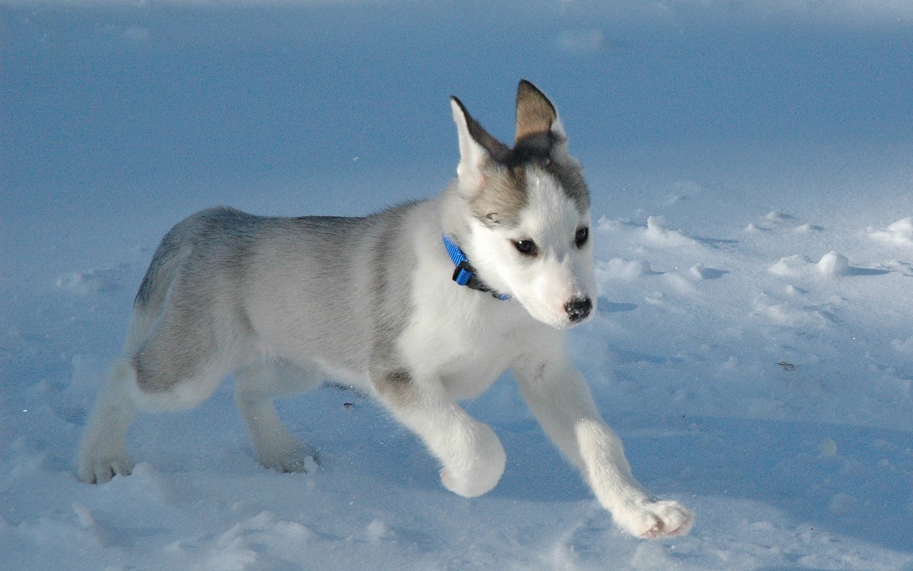 How much Exercise Does a Husky Puppy Need?