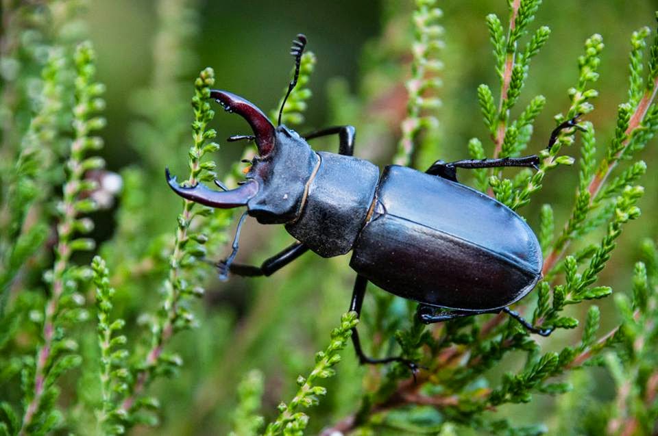 Le Lucane cerf-volant (Lucanus cervus L.)