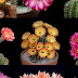 Красотата на цъфтящите кактуси (видео)