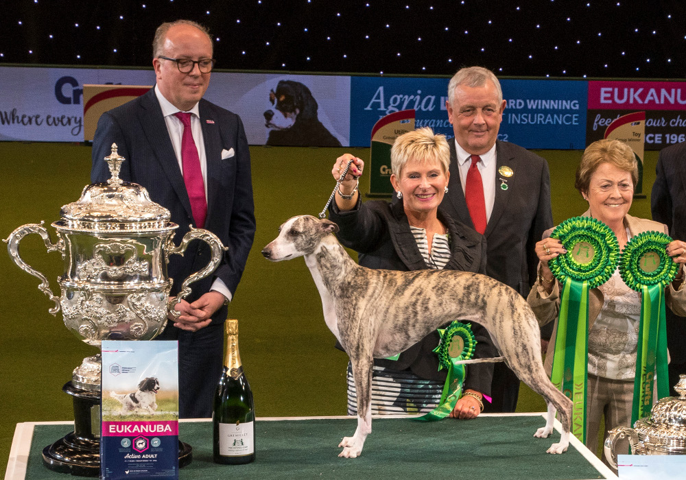 whippet crufts