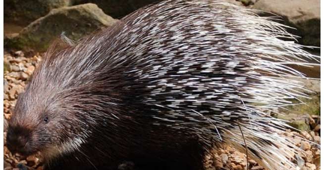 5 Cara Mengatasi Hama Landak Di Perkebunan Sawit Kelapa Sawit