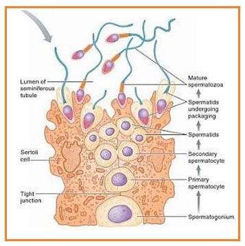 Soal Spermatogenesis Smp Kl 9