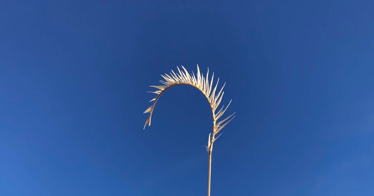 Ornamental Grasses for New Mexico Landscapes