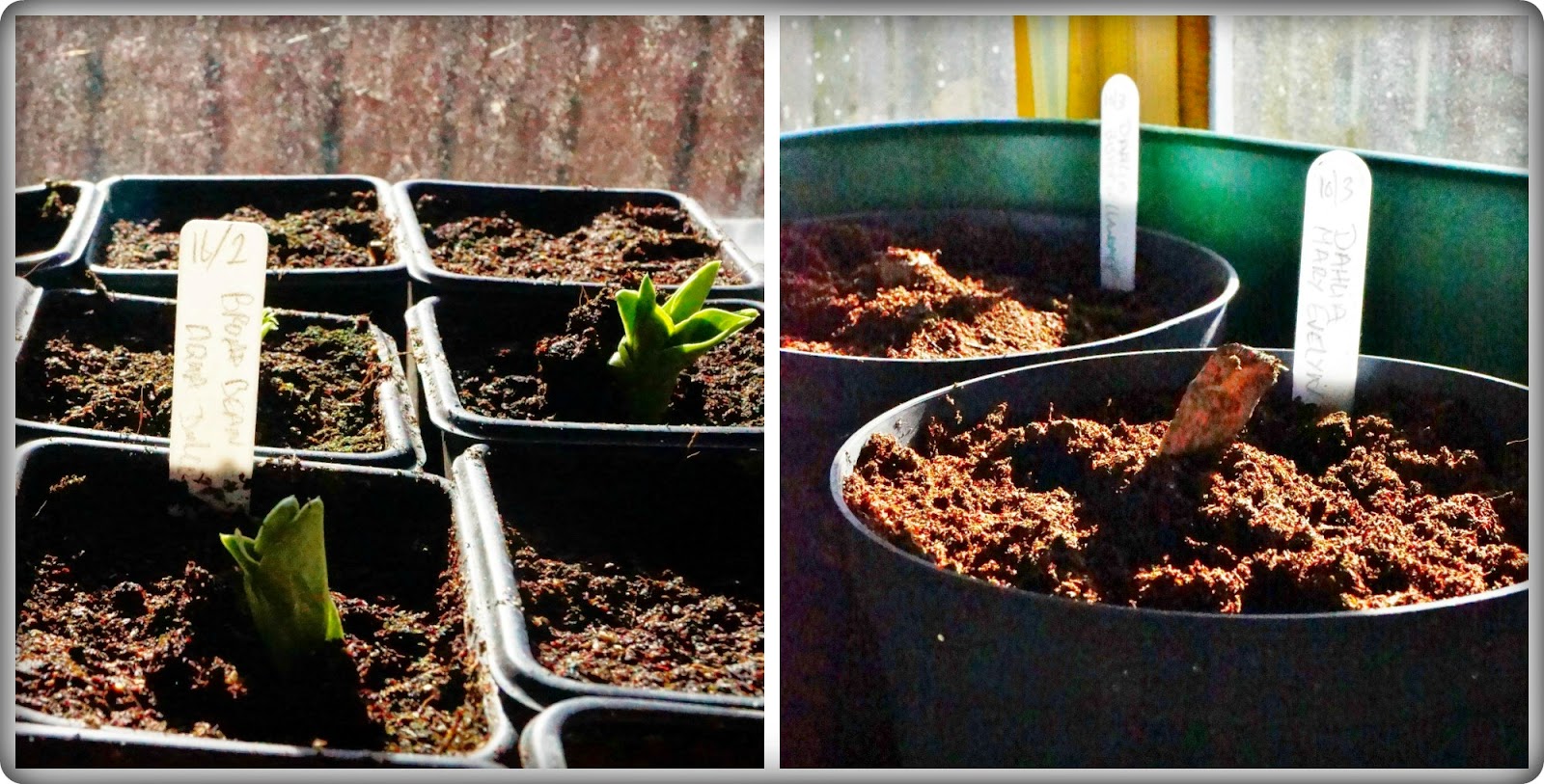 Broad beans and Dahlias -  'growourown.blogspot.com' ~ An allotment blog