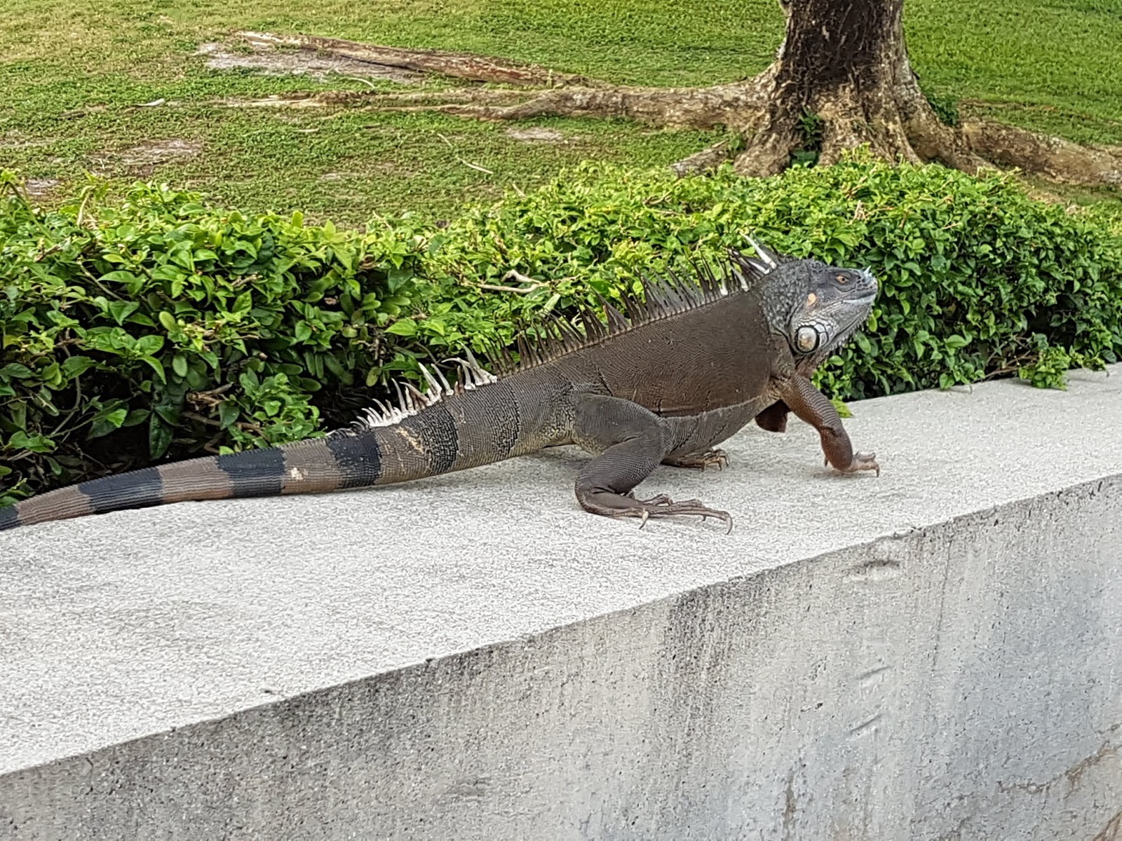 Iguana Kingdom v The Monitor Lizards