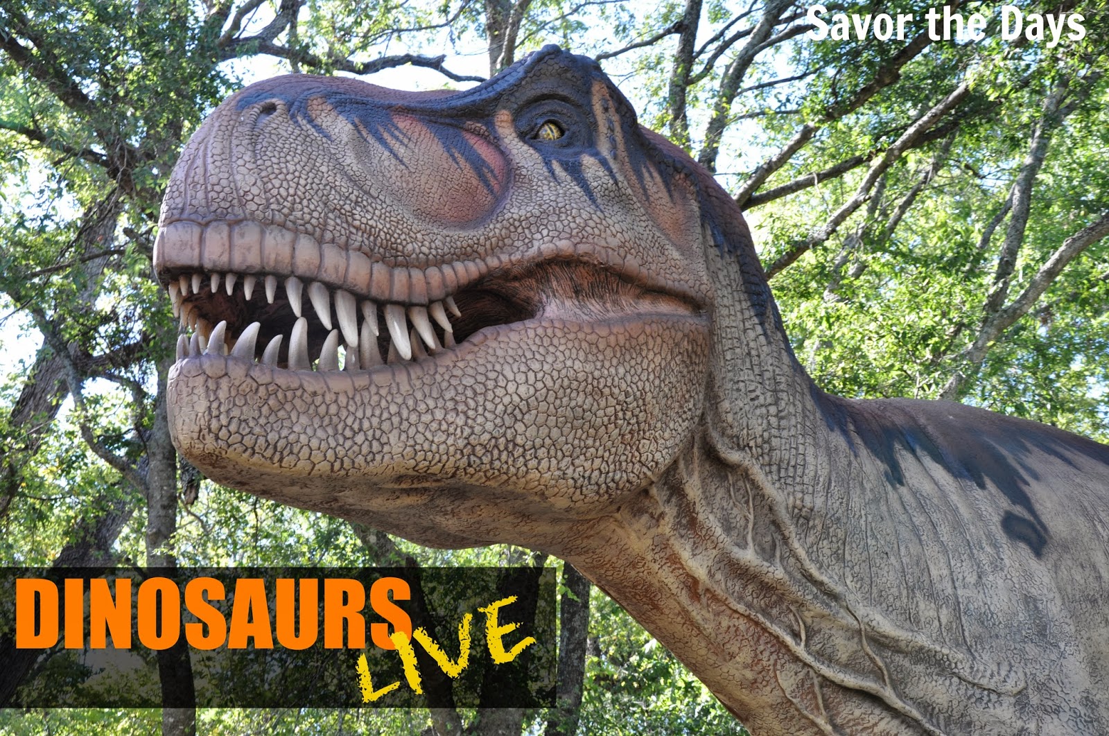 heard museum dinosaurs