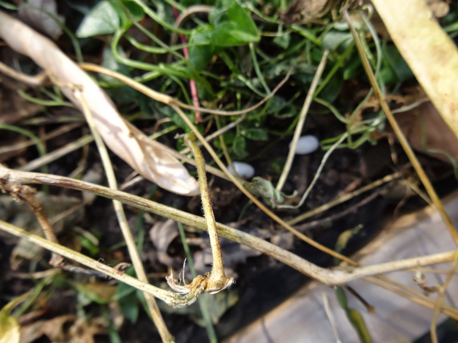 The Perennial Agriculturalist the once and future bean ( wall )