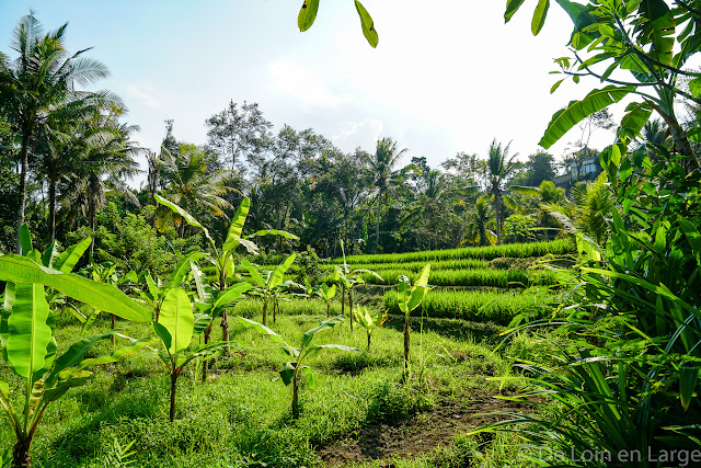 Yeh Pulu - Ubud - Bali