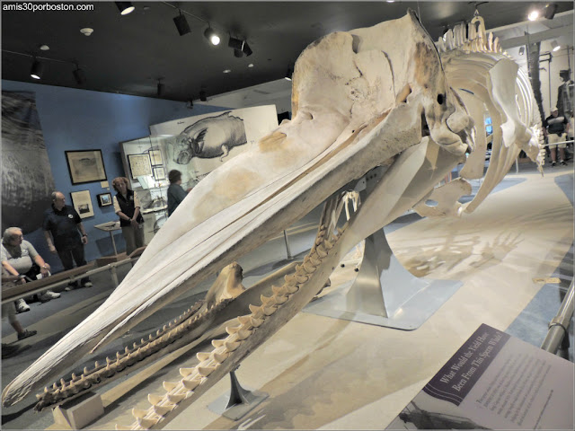 Esqueleto de Cachalote en el Museo de las Ballenas de New Bedford
