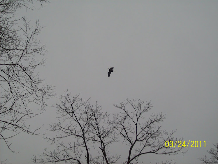 Heron leaving nest on Scioto Brush Creek