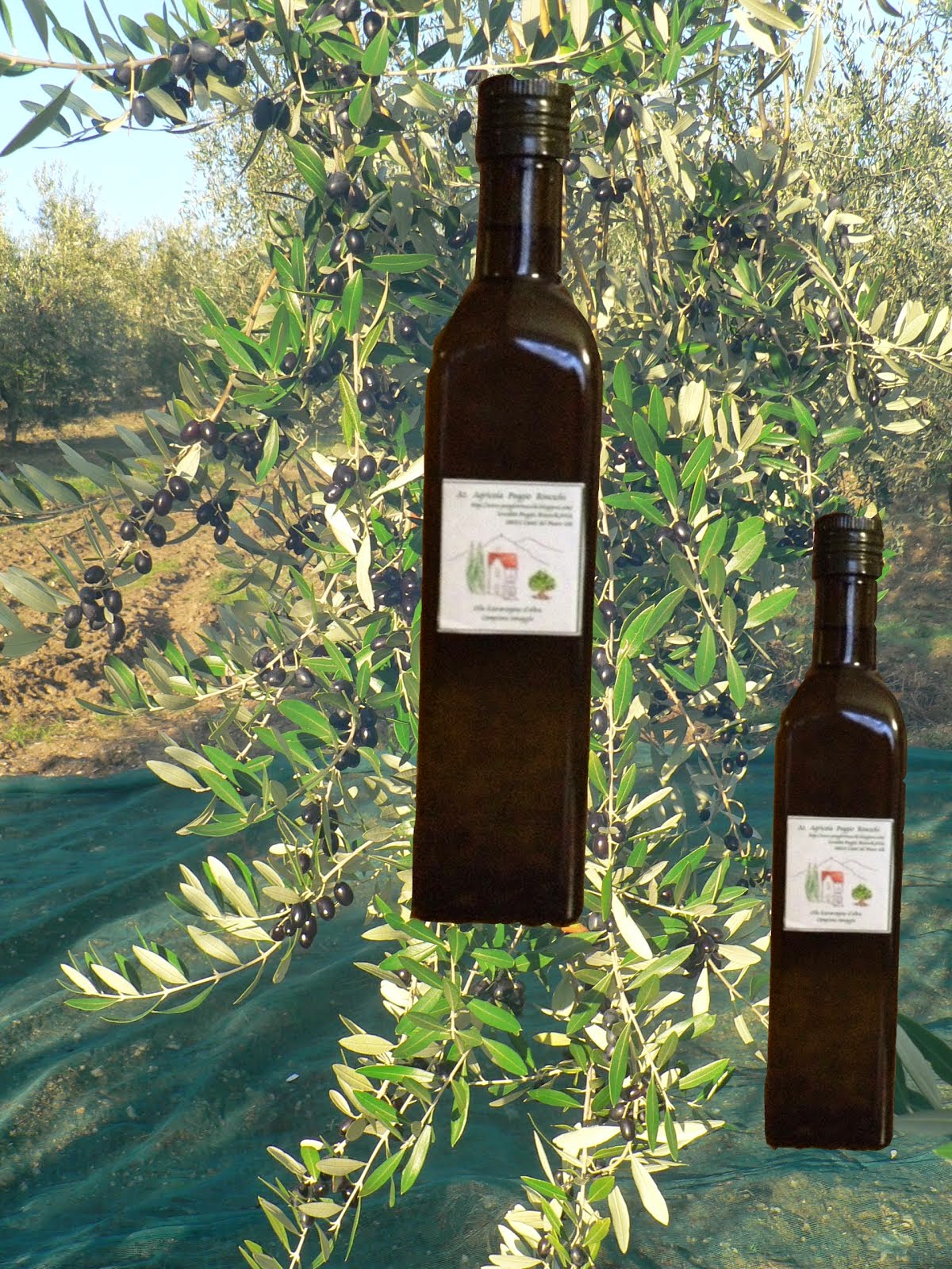Tra poco inizia la Raccolta delle Olive, non vediamo l'ora di assaggiare il nostro nuovo olio