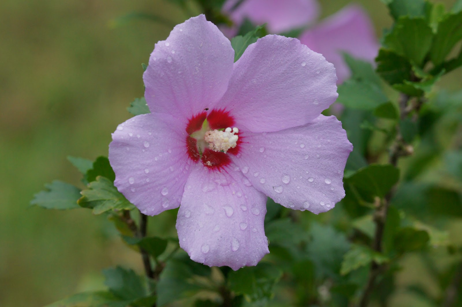 Snapper II October Flower.