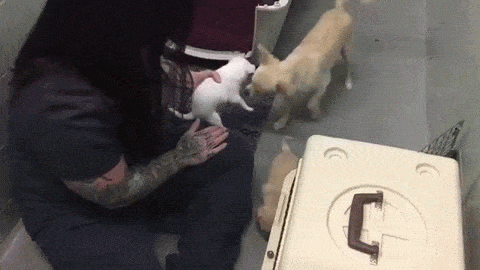 새끼를 다시 만난 어미개 반응