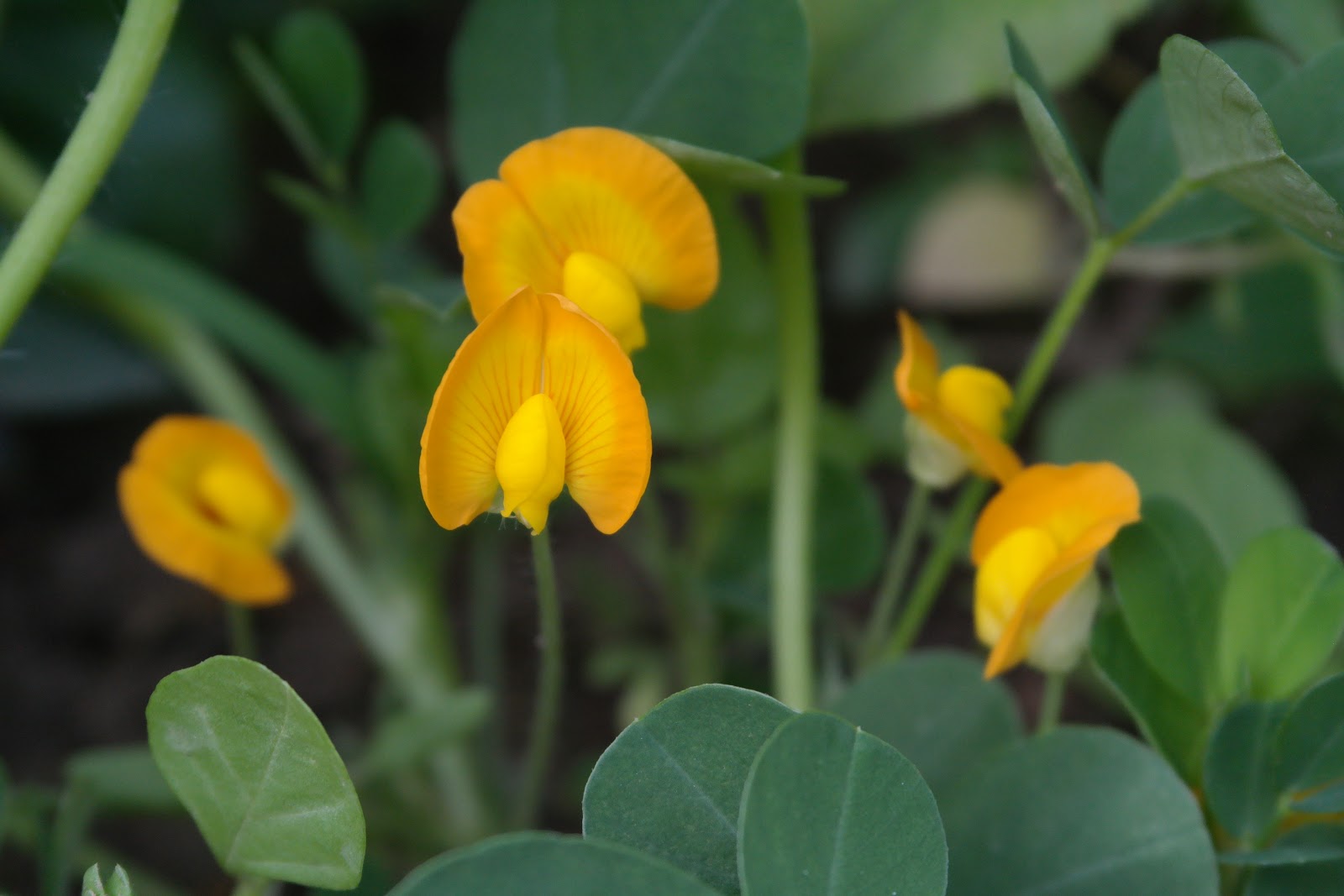 波特兰先生的博客 简说花生栽培peanut Cultivation