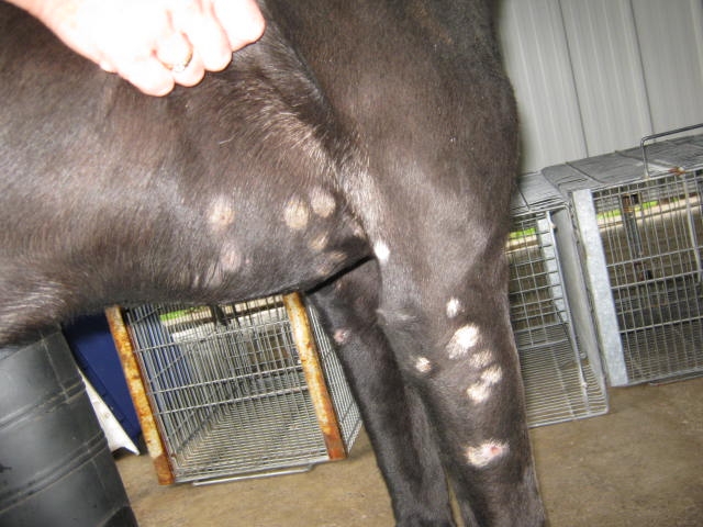 Чем лечить лишай у собаки как выглядит digitales.com.au - para q sirve el alopurinol 300 mg Sorry, what does ringworms 