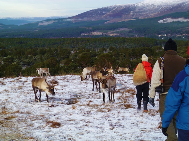 reindeer