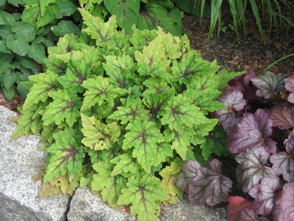 Fifty shades of green Tiarella 'Pirate's Patch'